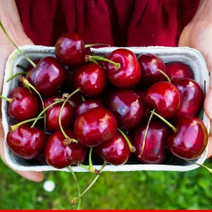 Sản phẩm thumb__300_300_0_0_auto — Công Ty TNHH Hoa Quả Sạch Fuji Fruit — MST 4201876027