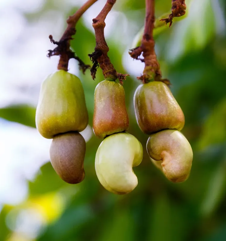 Sản phẩm 2 1 960x1024 — Công Ty TNHH Vuvic — MST 4201946612