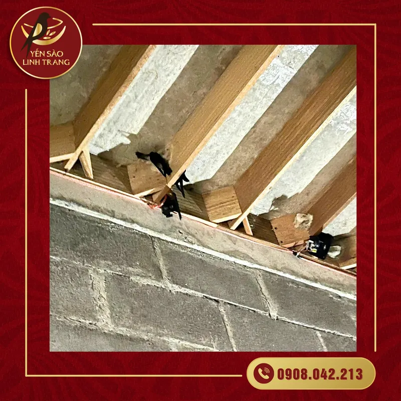 Sản phẩm z5443220718442_b0199bd8c40f28c137a60bcc33a7e5e9 — Yến Sào Linh Trang - Công Ty TNHH SX Và TM Linh Trang — MST 4201975878