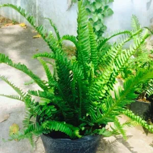 Sản phẩm Duong xi 300x300 — Công Ty Cổ Phần Môi Trường Đô Thị Phú Yên — MST 4400115884
