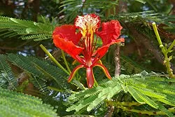 Sản phẩm Flamboyant_BW_2 — Công Ty Cổ Phần Môi Trường Đô Thị Phú Yên — MST 4400115884