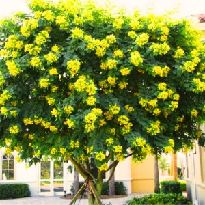 Sản phẩm muong den 300x300 — Công Ty Cổ Phần Môi Trường Đô Thị Phú Yên — MST 4400115884