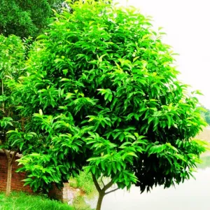 Sản phẩm ngoc lan 300x300 — Công Ty Cổ Phần Môi Trường Đô Thị Phú Yên — MST 4400115884