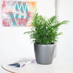 Sản phẩm Cau tieu cham nho 1 300x300 — Công Ty Cổ Phần Môi Trường Đô Thị Phú Yên — MST 4400115884