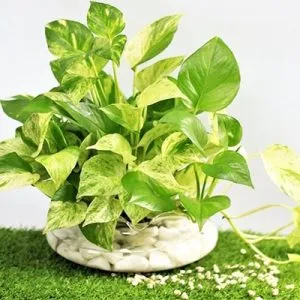 Sản phẩm cach trong cay trau ba1 300x300 — Công Ty Cổ Phần Môi Trường Đô Thị Phú Yên — MST 4400115884