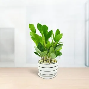 Sản phẩm dac diem cua cay kim tien 300x300 — Công Ty Cổ Phần Môi Trường Đô Thị Phú Yên — MST 4400115884