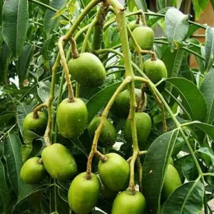 Sản phẩm Cay coc 300x300 — Công Ty Cổ Phần Môi Trường Đô Thị Phú Yên — MST 4400115884