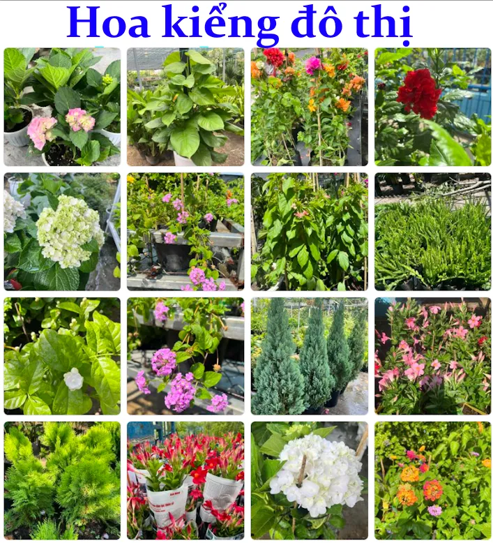 Sản phẩm hoa kieng do thi — Công Ty Cổ Phần Môi Trường Đô Thị Phú Yên — MST 4400115884