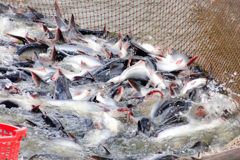 Sản phẩm ca 1 — Công Ty Cổ Phần Tập Đoàn Đầu Tư Vạn Phát Đạt — MST 4400990704