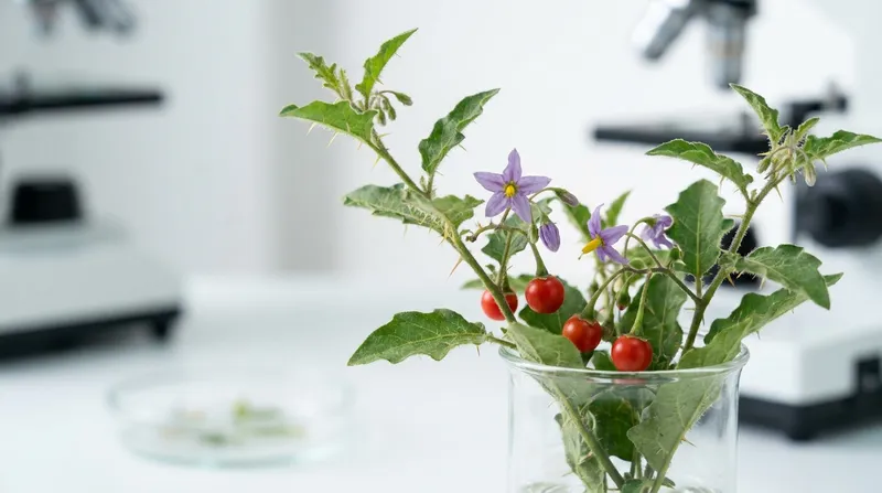 Sản phẩm high_quality_professional_photography_of_a_c_gai_leo_plant_solanum_procumbens 1 — Công Ty Cổ Phần Tập Đoàn Đầu Tư Vạn Phát Đạt — MST 4400990704