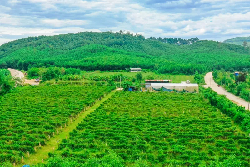 Sản phẩm vung trong duoc lieu — Công Ty Cổ Phần Tập Đoàn Đầu Tư Vạn Phát Đạt — MST 4400990704
