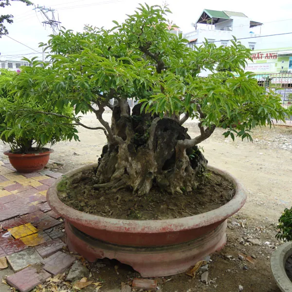 Sản phẩm 304902013926134843 — Công Ty Cổ Phần Công Trình Đô Thị Ninh Thuận — MST 4500137289