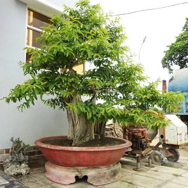 Sản phẩm 315402013927154153 — Công Ty Cổ Phần Công Trình Đô Thị Ninh Thuận — MST 4500137289