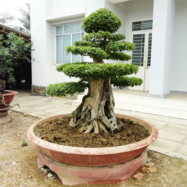 Sản phẩm 361942013926152024 — Công Ty Cổ Phần Công Trình Đô Thị Ninh Thuận — MST 4500137289