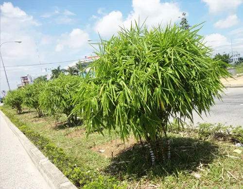 Sản phẩm 38173201310895759 — Công Ty Cổ Phần Công Trình Đô Thị Ninh Thuận — MST 4500137289