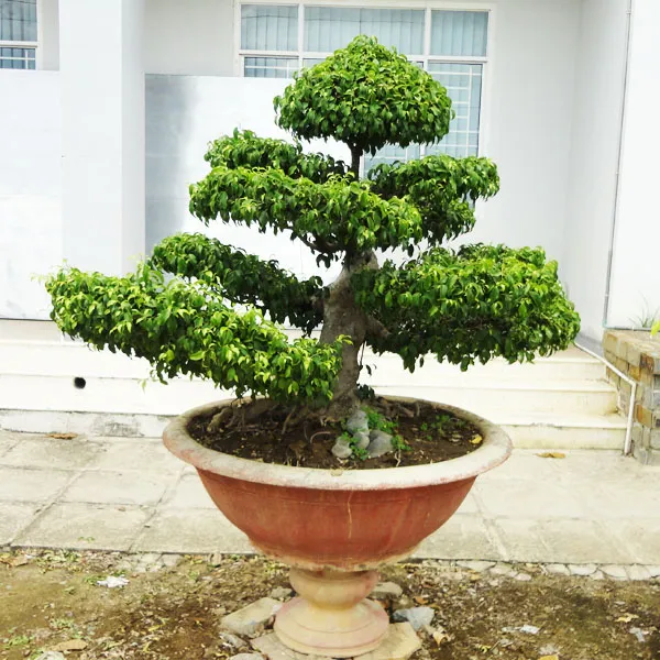 Sản phẩm 45469201392614326 — Công Ty Cổ Phần Công Trình Đô Thị Ninh Thuận — MST 4500137289
