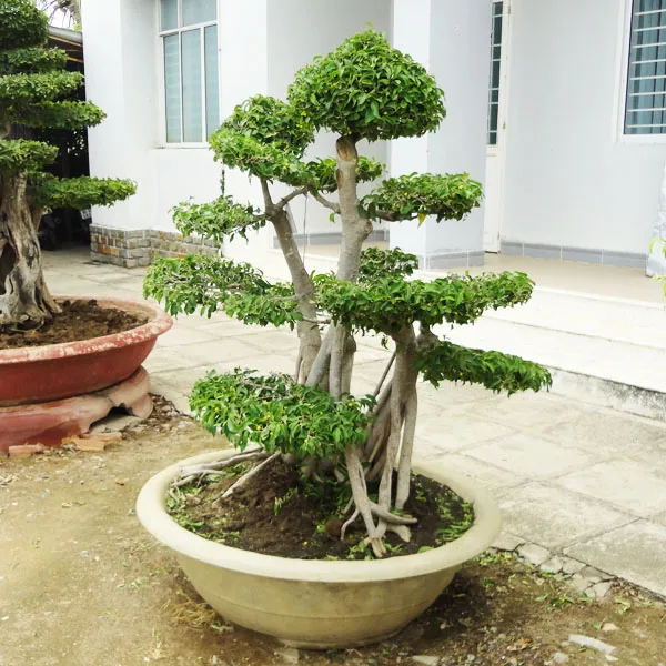 Sản phẩm 49353201392615738 — Công Ty Cổ Phần Công Trình Đô Thị Ninh Thuận — MST 4500137289