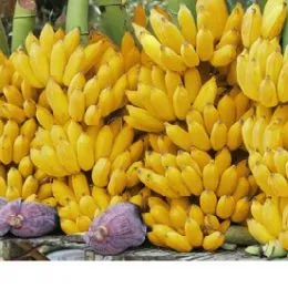 Sản phẩm chuoi xiem tuoi glr 260x260 — Trái Cây Sấy Minh Châu - Công Ty TNHH Xuất Khẩu Chuối Minh Châu — MST 4500612946