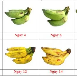 Sản phẩm theo doi chuoi xiem 260x260 — Trái Cây Sấy Minh Châu - Công Ty TNHH Xuất Khẩu Chuối Minh Châu — MST 4500612946