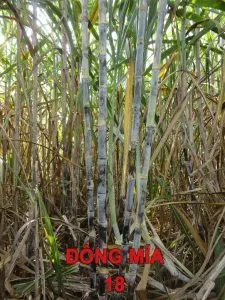 Sản phẩm A5 Dong mia 18 A 225x300 — Mía Đường Cao Bằng - Công Ty Cổ Phần Mía Đường Cao Bằng — MST 4800104012
