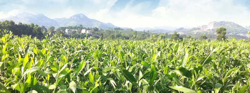 Văn phòng Giấy An Hòa - Công Ty CP Giấy An Hòa #? — MST 5000219471