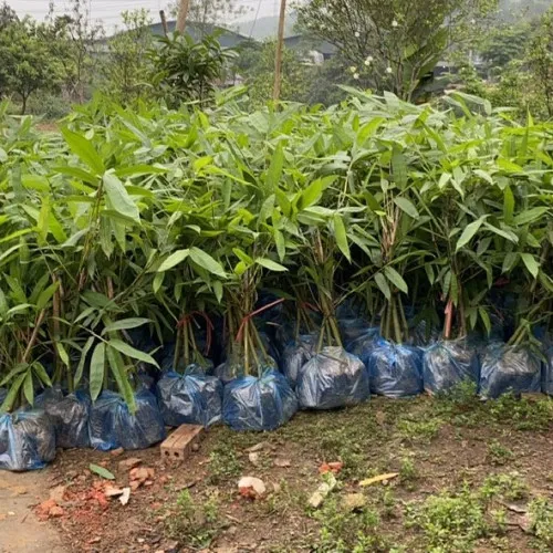 Sản phẩm 27a13f1d82ea55b40cfb 500x500 — Công Ty Cổ Phần Yên Thành — MST 5200241876