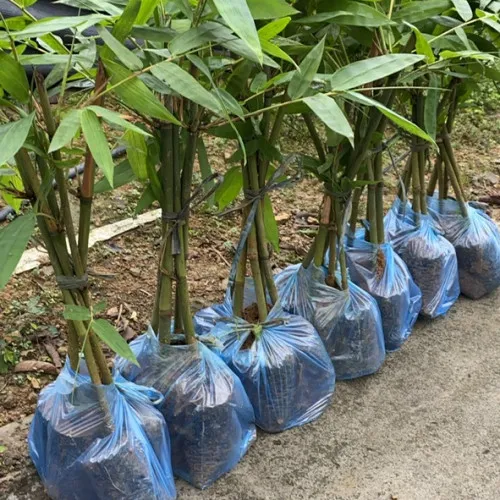 Sản phẩm cay giong 4 500x500 — Công Ty Cổ Phần Yên Thành — MST 5200241876