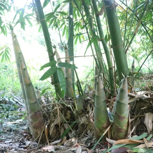 Sản phẩm khom tre 500x500 — Công Ty Cổ Phần Yên Thành — MST 5200241876