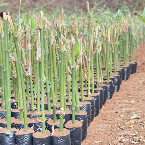 Sản phẩm z4886325381770 3c239b5a14d06541003697475a6a056e 500x500 — Công Ty Cổ Phần Yên Thành — MST 5200241876