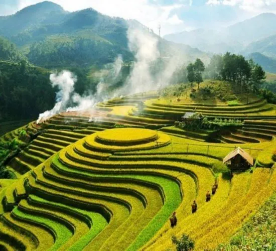 Sản phẩm rice terrace mu cang chai vietnam 3_batch 550x500 — Công Ty TNHH Thương Mại và Dịch Vụ Du Lịch Zonitrip — MST 5200863563