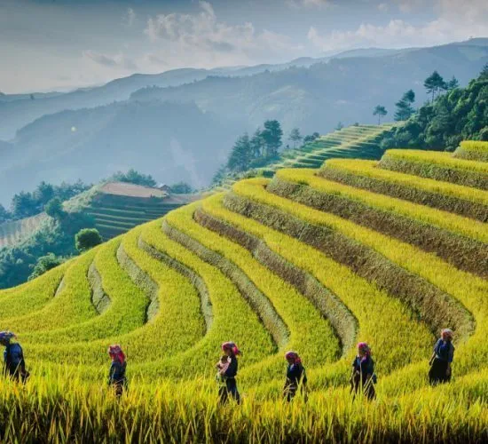 Sản phẩm rice terrace mu cang chai vietnam 4_batch 1 550x500 — Công Ty TNHH Thương Mại và Dịch Vụ Du Lịch Zonitrip — MST 5200863563