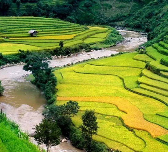 Sản phẩm sapa vietnam 1500px rice.960px 550x500 — Công Ty TNHH Thương Mại và Dịch Vụ Du Lịch Zonitrip — MST 5200863563