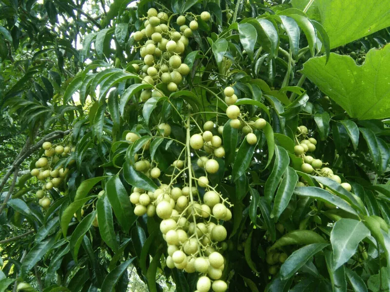 Sản phẩm 01 — Công Ty TNHH Gia Vị Doispice — MST 5400515154