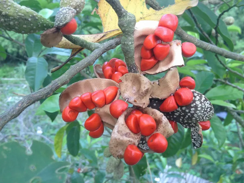 Sản phẩm 1. Doi seeds le Talauma — Công Ty TNHH Gia Vị Doispice — MST 5400515154
