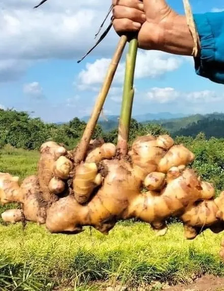 Sản phẩm 5120 1700191885_860x06 — Công Ty TNHH Gia Vị Doispice — MST 5400515154