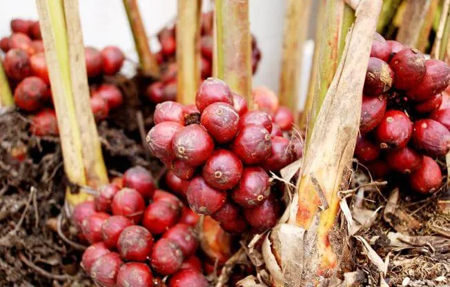 Sản phẩm anh dai dien — Công Ty TNHH Gia Vị Doispice — MST 5400515154