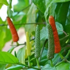 Sản phẩm Long red pepper — Công Ty TNHH Gia Vị Doispice — MST 5400515154