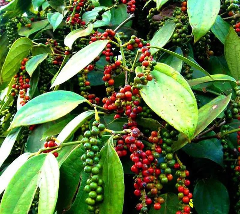 Sản phẩm Phu Quoc Pepper — Công Ty TNHH Gia Vị Doispice — MST 5400515154