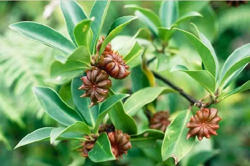 Sản phẩm Star Anise — Công Ty TNHH Gia Vị Doispice — MST 5400515154