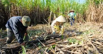 Sản phẩm miaduong1_1204_thumb_350 — Công Ty Cổ Phần Mía Đường Sơn La — MST 5500155321