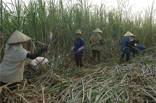 Sản phẩm miaduong2_1204 — Công Ty Cổ Phần Mía Đường Sơn La — MST 5500155321