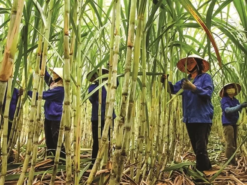 Sản phẩm tuoinongnghiep net 271155765 — Công Ty Cổ Phần Mía Đường Sơn La — MST 5500155321