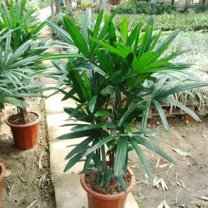 Sản phẩm TRUC MAY 1 600x600 300x300 — Công Ty Cổ Phần Công Nghệ Agrico — MST 5701817462