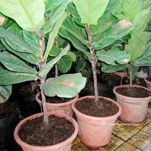 Sản phẩm c y a lan 2 600x597 300x300 — Công Ty Cổ Phần Công Nghệ Agrico — MST 5701817462