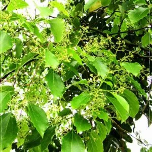 Sản phẩm cay long nao hinh anh 510x558 300x300 — Công Ty Cổ Phần Công Nghệ Agrico — MST 5701817462