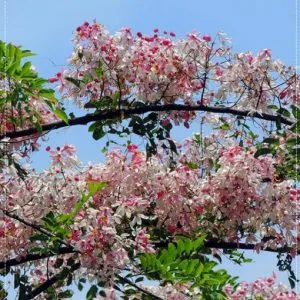 Sản phẩm cay muong hoa dao 510x558 300x300 — Công Ty Cổ Phần Công Nghệ Agrico — MST 5701817462
