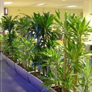 Sản phẩm cay thanh lan1 510x558 300x300 — Công Ty Cổ Phần Công Nghệ Agrico — MST 5701817462