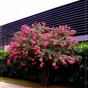 Sản phẩm cay tuong vy 510x558 300x300 — Công Ty Cổ Phần Công Nghệ Agrico — MST 5701817462