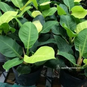 Sản phẩm i v ng 600x480 300x300 — Công Ty Cổ Phần Công Nghệ Agrico — MST 5701817462