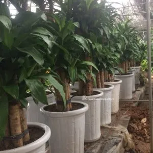 Sản phẩm thi t m c lan 600x600 300x300 — Công Ty Cổ Phần Công Nghệ Agrico — MST 5701817462